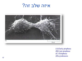 ‫זה‬ ‫שלב‬ ‫איזה‬
?
17
(A)Early prophase
(B) Late prophase
(C) Telophase
(D)cytokinesis
 