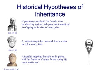 Historical Hypotheses of
Inheritance
525/524 –456/455 BC
Hippocrates speculated that "seeds" were
produced by various body...