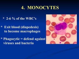 4.  MONOCYTES   *  Exit blood (diapedesis)  to become macrophages *  2-6 % of the WBC's * Phagocytic = defend against  viruses and bacteria 