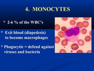 4. MONOCYTES
* Exit blood (diapedesis)
to become macrophages
* 2-6 % of the WBC's
* Phagocytic = defend against
viruses and bacteria
 