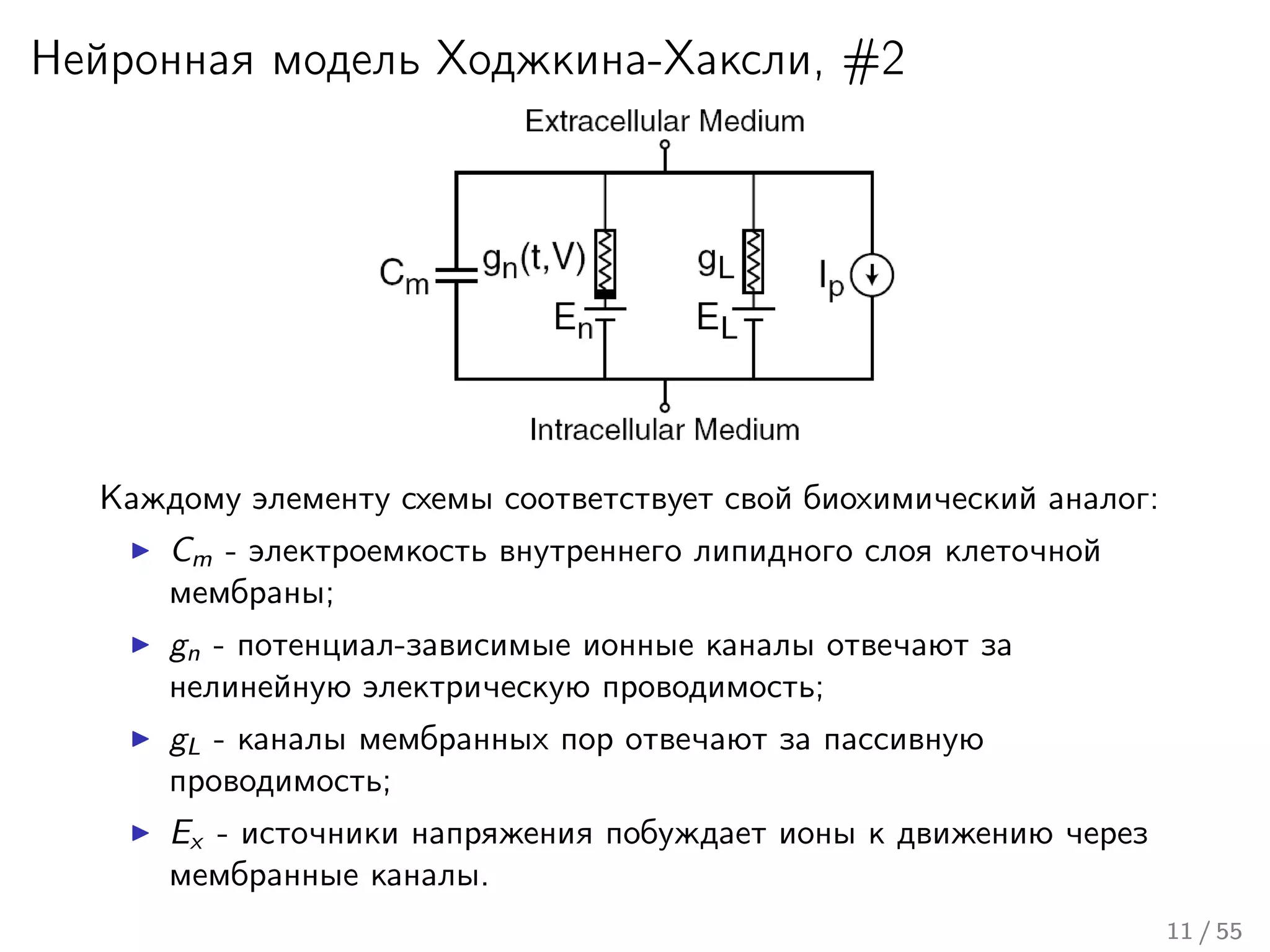 Нейронная модель Ходжкина-Хаксли, #2
Каждому элементу схемы соответствует свой биохимический аналог:
Cm - электроемкость внутреннего липидного слоя клеточной
мембраны;
gn - потенциал-зависимые ионные каналы отвечают за
нелинейную электрическую проводимость;
gL - каналы мембранных пор отвечают за пассивную
проводимость;
Ex - источники напряжения побуждает ионы к движению через
мембранные каналы.
11 / 55
 