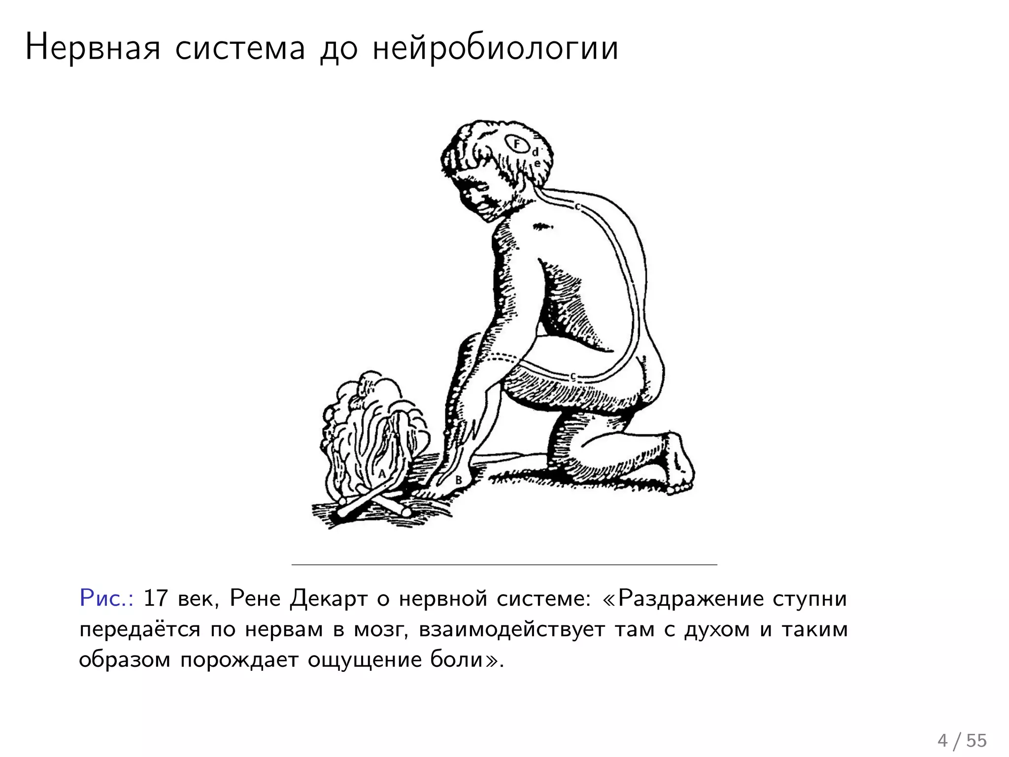 Нервная система до нейробиологии
Рис.: 17 век, Рене Декарт о нервной системе: «Раздражение ступни
передаётся по нервам в мозг, взаимодействует там с духом и таким
образом порождает ощущение боли».
4 / 55
 