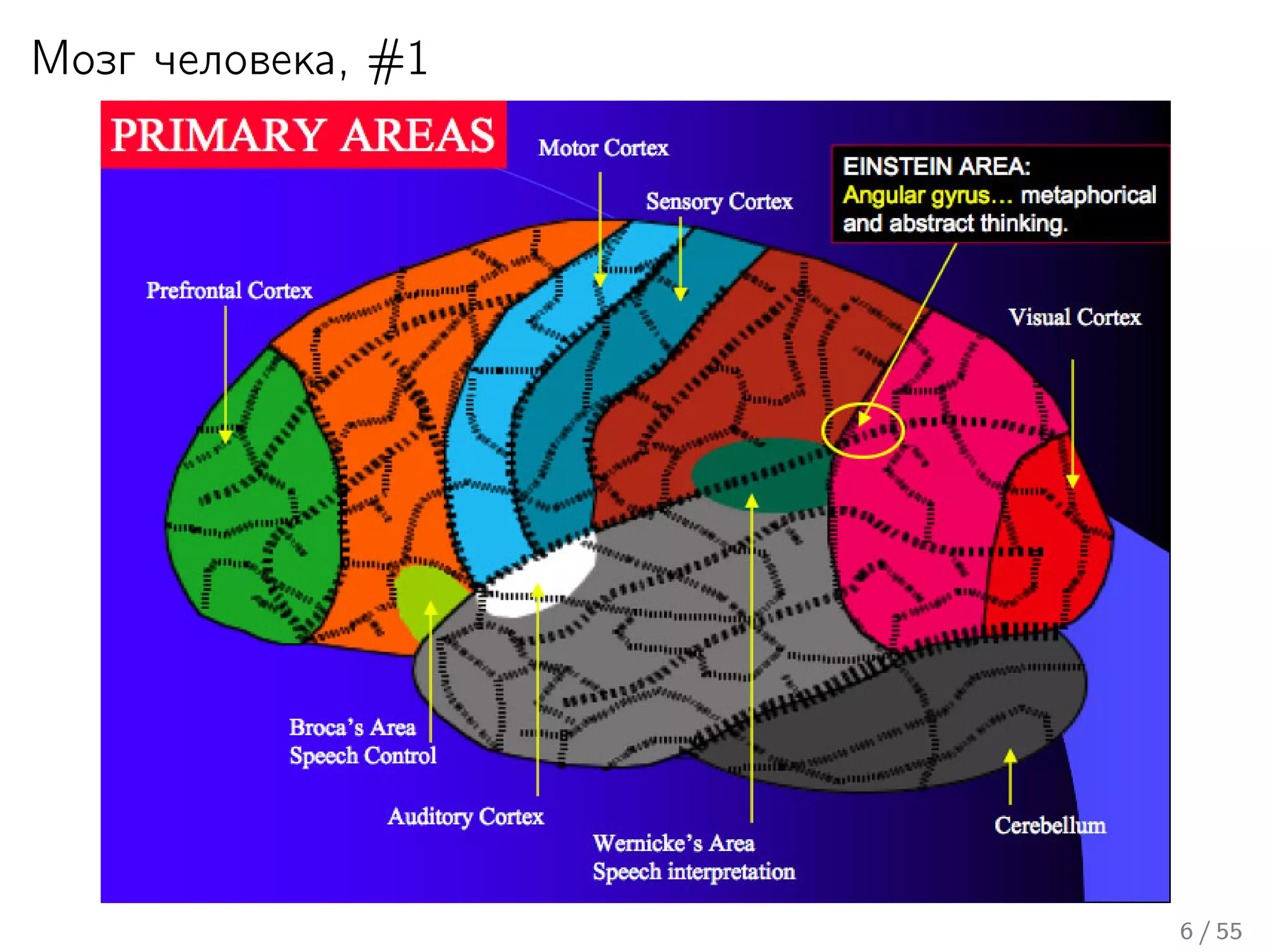 Мозг человека, #1
6 / 55
 