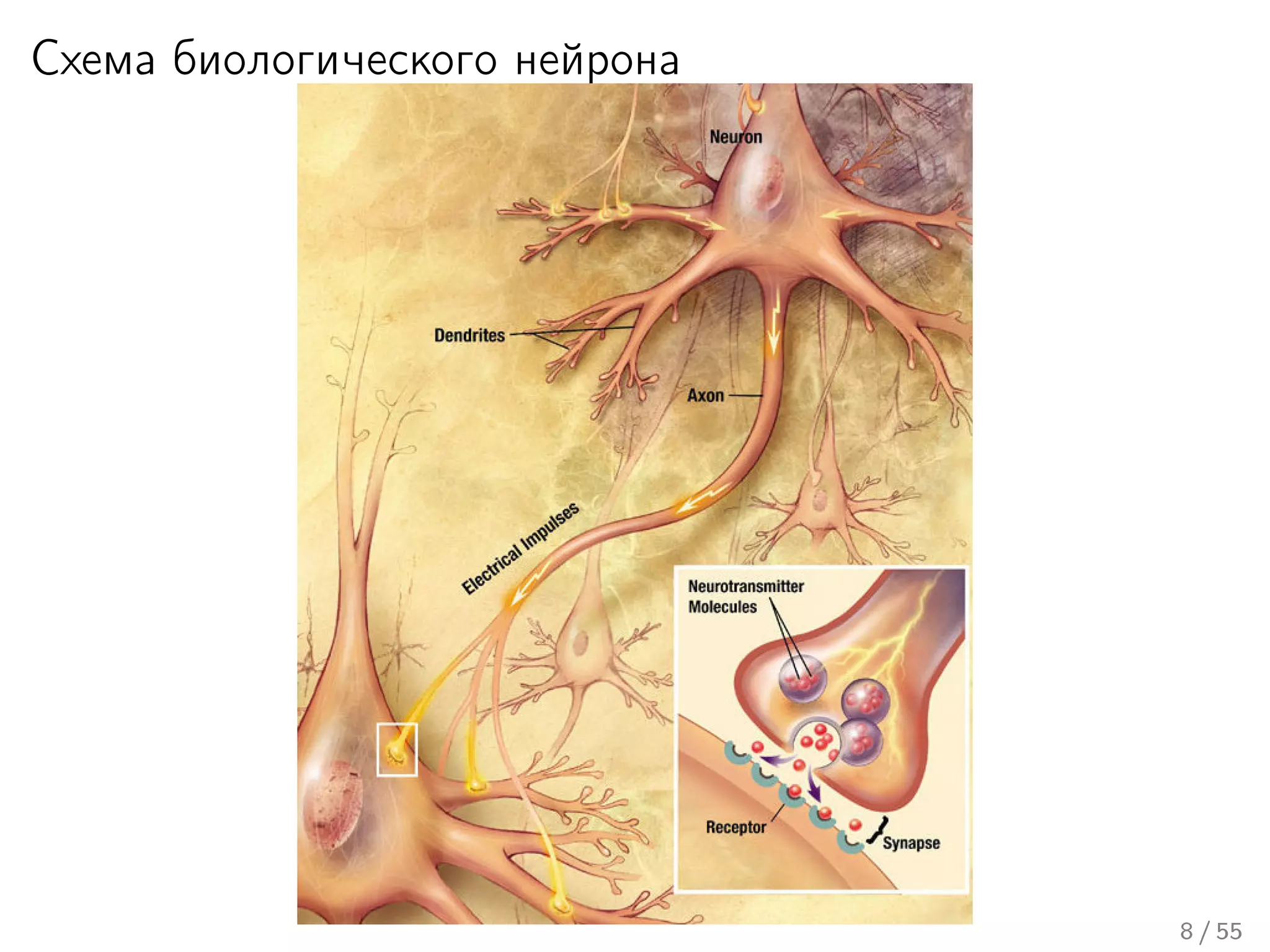 Схема биологического нейрона
8 / 55
 