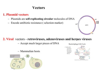 Vectors
1. Plasmid vectors
– Plasmids are self-replicating circular molecules of DNA
– Encode antibiotic resistance ( selection marker)
2. Viral vectors - retroviruses, adenoviruses and herpes viruses
– Accept much larger pieces of DNA
– Mammalian hosts
 