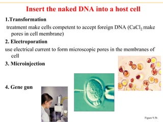 Insert the naked DNA into a host cell
1.Transformation
treatment make cells competent to accept foreign DNA (CaCl2 make
pores in cell membrane)
2. Electroporation
use electrical current to form microscopic pores in the membranes of
cell
3. Microinjection
4. Gene gun
Figure 9.5b
 