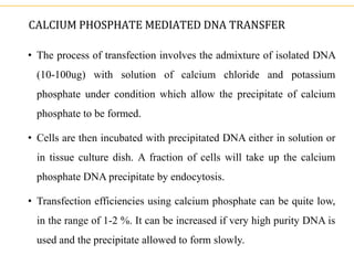 CALCIUM PHOSPHATE MEDIATED DNA TRANSFER
• The process of transfection involves the admixture of isolated DNA
(10-100ug) with solution of calcium chloride and potassium
phosphate under condition which allow the precipitate of calcium
phosphate to be formed.
• Cells are then incubated with precipitated DNA either in solution or
in tissue culture dish. A fraction of cells will take up the calcium
phosphate DNA precipitate by endocytosis.
• Transfection efficiencies using calcium phosphate can be quite low,
in the range of 1-2 %. It can be increased if very high purity DNA is
used and the precipitate allowed to form slowly.
 