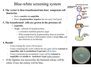 Blue-white screening system
2. The vector is then transformed into host competent cell
(bacteria).
• Host is sensitive to ampicillin
• Host is β-galactosidase negative (do not carry LacZ gene)
3. The transformed cells are grown in the presence of:
• ampicillin.
• X-gal – substrate for β-galactosidase
– a colourless modified galactose sugar
– When metabolized by β-galactosidase form an insoluble
product (5-bromo-4 chloroindole) which is bright blue, and
thus functions as an indicator
4. Results
– Clones lacking the vector will not grow.
– Clones containing the vector without the new gene will be resistant to
ampicillin, able to metabolized X-gal and will be blue.
– Clones containing the recombinant vector will be resistant to
ampicillin and unable to hydrolyze X-gal (white colonies).
• If the ligation was successful, the bacterial colony will be
white; if not, the colony will be blue.
 