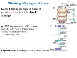 Obtaining DNA – gene of interest
1.Gene libraries are made of pieces of
an entire genome stored in plasmids
or phages
2. cDNA (complementary DNA) is made
from mRNA by reverse transcriptase
(enzyme found in retroviruses)
- Intron free DNA
3. Synthetic DNA is made by a DNA synthesis machine
 