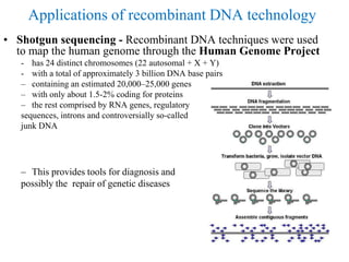 Applications of recombinant DNA technology
• Shotgun sequencing - Recombinant DNA techniques were used
to map the human genome through the Human Genome Project
- has 24 distinct chromosomes (22 autosomal + X + Y)
- with a total of approximately 3 billion DNA base pairs
– containing an estimated 20,000–25,000 genes
– with only about 1.5-2% coding for proteins
– the rest comprised by RNA genes, regulatory
sequences, introns and controversially so-called
junk DNA
– This provides tools for diagnosis and
possibly the repair of genetic diseases
 