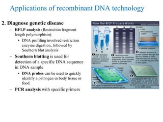 Applications of recombinant DNA technology
2. Diagnose genetic disease
– RFLP analysis (Restriction fragment
length polymorphism)
• DNA profiling involved restriction
enzyme digestion, followed by
Southern blot analysis
– Southern blotting is used for
detection of a specific DNA sequence
in DNA sample
• DNA probes can be used to quickly
identify a pathogen in body tissue or
food.
– PCR analysis with specific primers
 