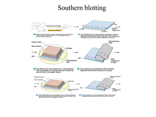 Southern blotting
 
