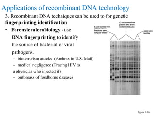 3. Recombinant DNA techniques can be used to for genetic
fingerprinting identification
• Forensic microbiology - use
DNA fingerprinting to identify
the source of bacterial or viral
pathogens.
– bioterrorism attacks (Anthrax in U.S. Mail)
– medical negligence (Tracing HIV to
a physician who injected it)
– outbreaks of foodborne diseases
Figure 9.16
Applications of recombinant DNA technology
 