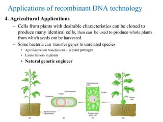 4. Agricultural Applications
– Cells from plants with desirable characteristics can be cloned to
produce many identical cells, then can be used to produce whole plants
from which seeds can be harvested.
– Some bacteria can transfer genes to unrelated species
• Agrobacterium tumefaciens - a plant pathogen
• Cause tumors in plants
• Natural genetic engineer
Applications of recombinant DNA technology
 