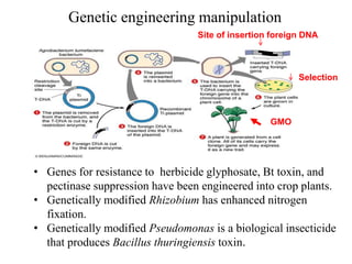 Genetic engineering manipulation
GMO
Site of insertion foreign DNA
Selection
• Genes for resistance to herbicide glyphosate, Bt toxin, and
pectinase suppression have been engineered into crop plants.
• Genetically modified Rhizobium has enhanced nitrogen
fixation.
• Genetically modified Pseudomonas is a biological insecticide
that produces Bacillus thuringiensis toxin.
 
