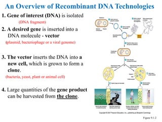Figure 9.1.2
An Overview of Recombinant DNA Technologies
1. Gene of interest (DNA) is isolated
(DNA fragment)
2. A desired gene is inserted into a
DNA molecule - vector
(plasmid, bacteriophage or a viral genome)
3. The vector inserts the DNA into a
new cell, which is grown to form a
clone.
(bacteria, yeast, plant or animal cell)
4. Large quantities of the gene product
can be harvested from the clone.
 