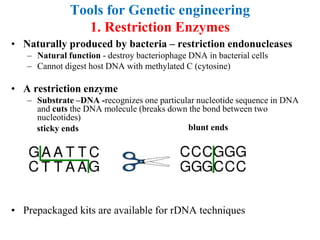 Tools for Genetic engineering
1. Restriction Enzymes
• Naturally produced by bacteria – restriction endonucleases
– Natural function - destroy bacteriophage DNA in bacterial cells
– Cannot digest host DNA with methylated C (cytosine)
• A restriction enzyme
– Substrate –DNA -recognizes one particular nucleotide sequence in DNA
and cuts the DNA molecule (breaks down the bond between two
nucleotides)
• Prepackaged kits are available for rDNA techniques
sticky ends blunt ends
 