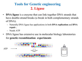 Tools for Genetic engineering
2. Ligase
• DNA ligase is a enzyme that can link together DNA strands that
have double-strand breaks (a break in both complementary strands
of DNA).
– Naturally DNA ligase has applications in both DNA replication and DNA
repair .
– Needs ATP
• DNA ligase has extensive use in molecular biology laboratories
for genetic recombination experiments
ATP
 