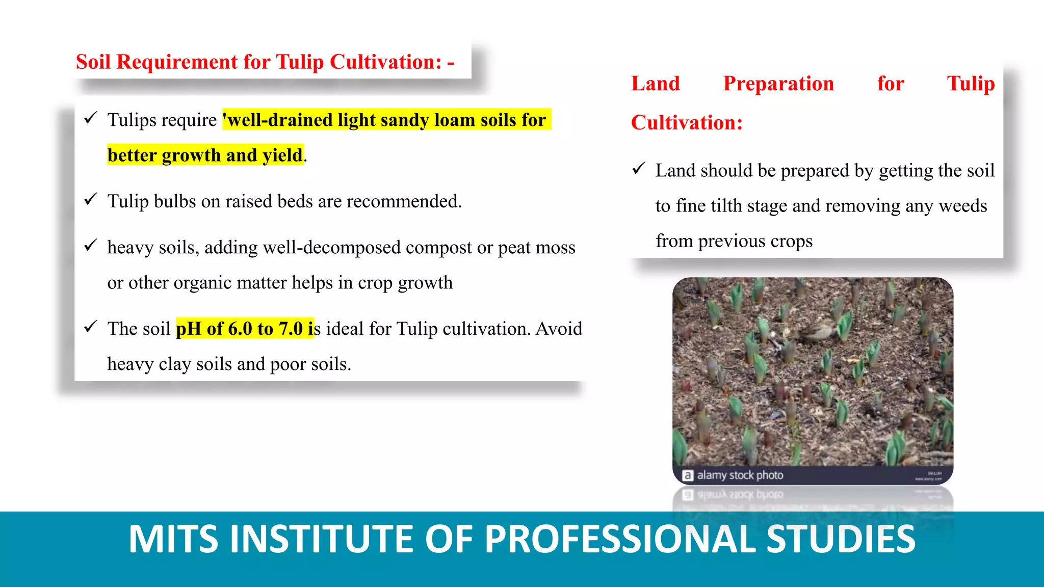MITS INSTITUTE OF PROFESSIONAL STUDIES
Soil Requirement for Tulip Cultivation: -
 Tulips require 'well-drained light sandy loam soils for
better growth and yield.
 Tulip bulbs on raised beds are recommended.
 heavy soils, adding well-decomposed compost or peat moss
or other organic matter helps in crop growth
 The soil pH of 6.0 to 7.0 is ideal for Tulip cultivation. Avoid
heavy clay soils and poor soils.
Land Preparation for Tulip
Cultivation:
 Land should be prepared by getting the soil
to fine tilth stage and removing any weeds
from previous crops
 