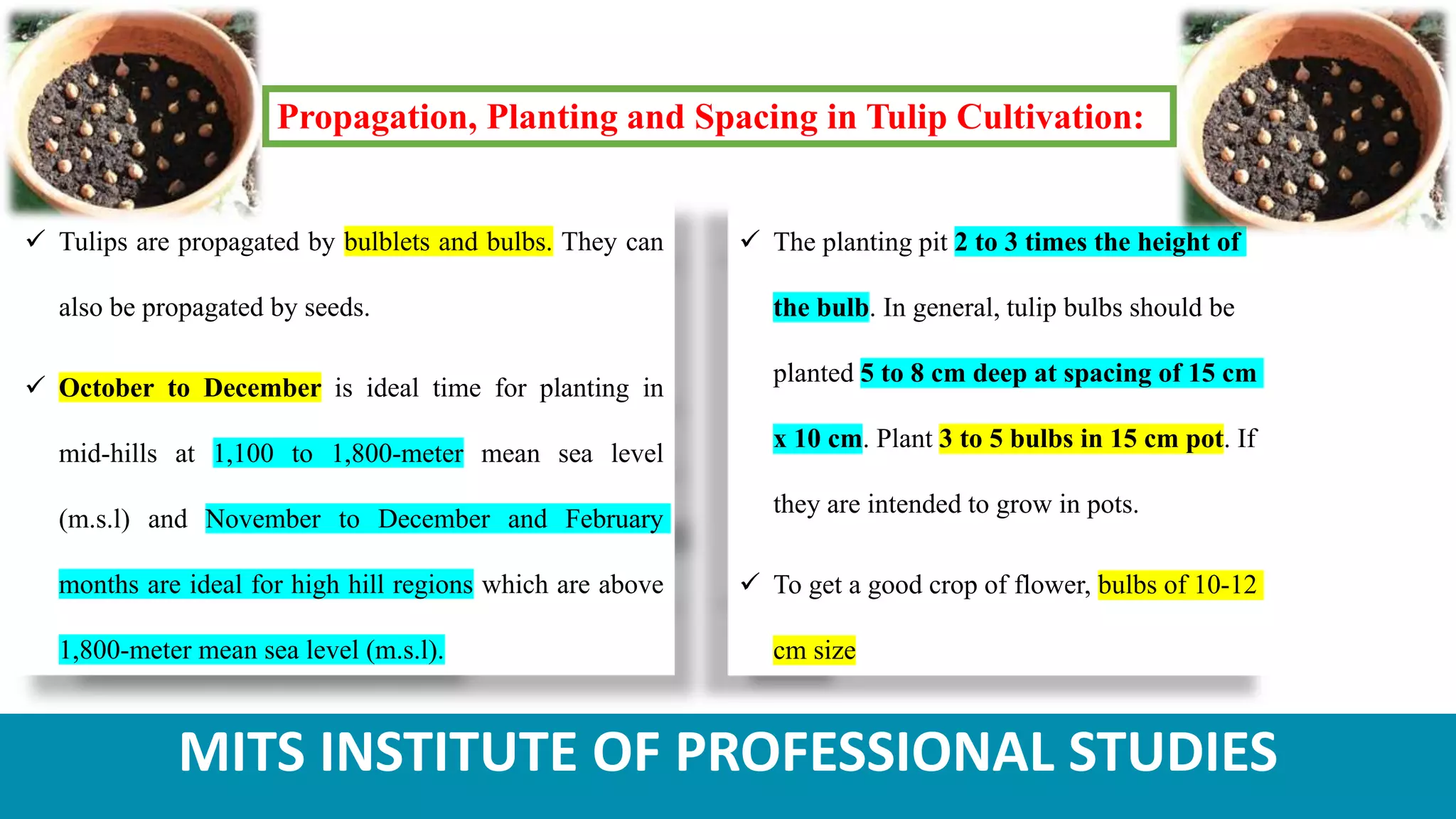 MITS INSTITUTE OF PROFESSIONAL STUDIES
Propagation, Planting and Spacing in Tulip Cultivation:
 Tulips are propagated by bulblets and bulbs. They can
also be propagated by seeds.
 October to December is ideal time for planting in
mid-hills at 1,100 to 1,800-meter mean sea level
(m.s.l) and November to December and February
months are ideal for high hill regions which are above
1,800-meter mean sea level (m.s.l).
 The planting pit 2 to 3 times the height of
the bulb. In general, tulip bulbs should be
planted 5 to 8 cm deep at spacing of 15 cm
x 10 cm. Plant 3 to 5 bulbs in 15 cm pot. If
they are intended to grow in pots.
 To get a good crop of flower, bulbs of 10-12
cm size
 