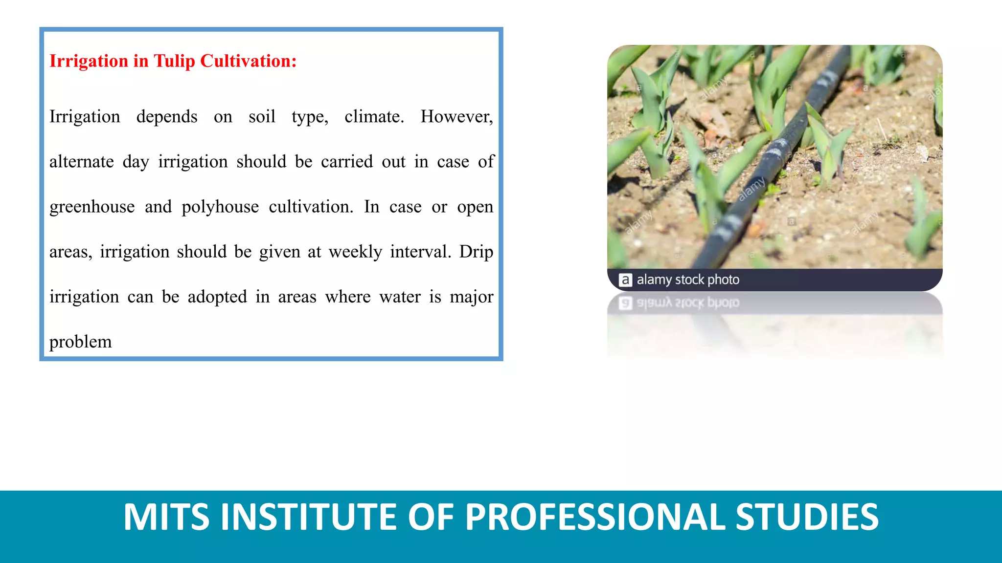 MITS INSTITUTE OF PROFESSIONAL STUDIES
Irrigation in Tulip Cultivation:
Irrigation depends on soil type, climate. However,
alternate day irrigation should be carried out in case of
greenhouse and polyhouse cultivation. In case or open
areas, irrigation should be given at weekly interval. Drip
irrigation can be adopted in areas where water is major
problem
 