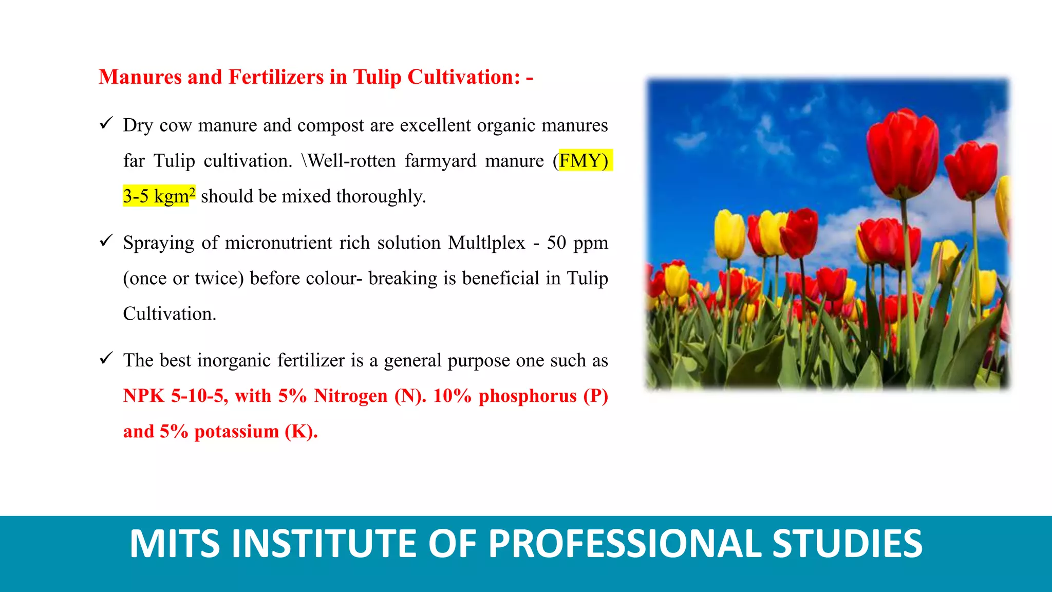 MITS INSTITUTE OF PROFESSIONAL STUDIES
Manures and Fertilizers in Tulip Cultivation: -
 Dry cow manure and compost are excellent organic manures
far Tulip cultivation. Well-rotten farmyard manure (FMY)
3-5 kgm2 should be mixed thoroughly.
 Spraying of micronutrient rich solution Multlplex - 50 ppm
(once or twice) before colour- breaking is beneficial in Tulip
Cultivation.
 The best inorganic fertilizer is a general purpose one such as
NPK 5-10-5, with 5% Nitrogen (N). 10% phosphorus (P)
and 5% potassium (K).
 