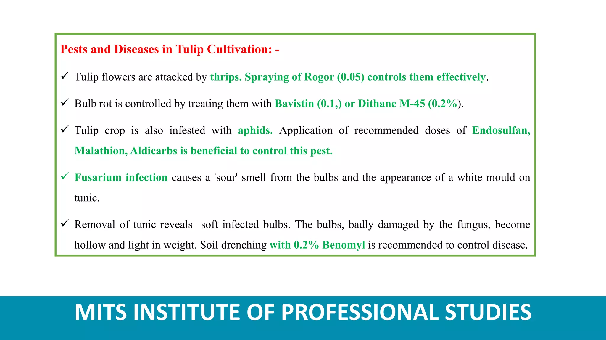 MITS INSTITUTE OF PROFESSIONAL STUDIES
Pests and Diseases in Tulip Cultivation: -
 Tulip flowers are attacked by thrips. Spraying of Rogor (0.05) controls them effectively.
 Bulb rot is controlled by treating them with Bavistin (0.1,) or Dithane M-45 (0.2%).
 Tulip crop is also infested with aphids. Application of recommended doses of Endosulfan,
Malathion, Aldicarbs is beneficial to control this pest.
 Fusarium infection causes a 'sour' smell from the bulbs and the appearance of a white mould on
tunic.
 Removal of tunic reveals soft infected bulbs. The bulbs, badly damaged by the fungus, become
hollow and light in weight. Soil drenching with 0.2% Benomyl is recommended to control disease.
 