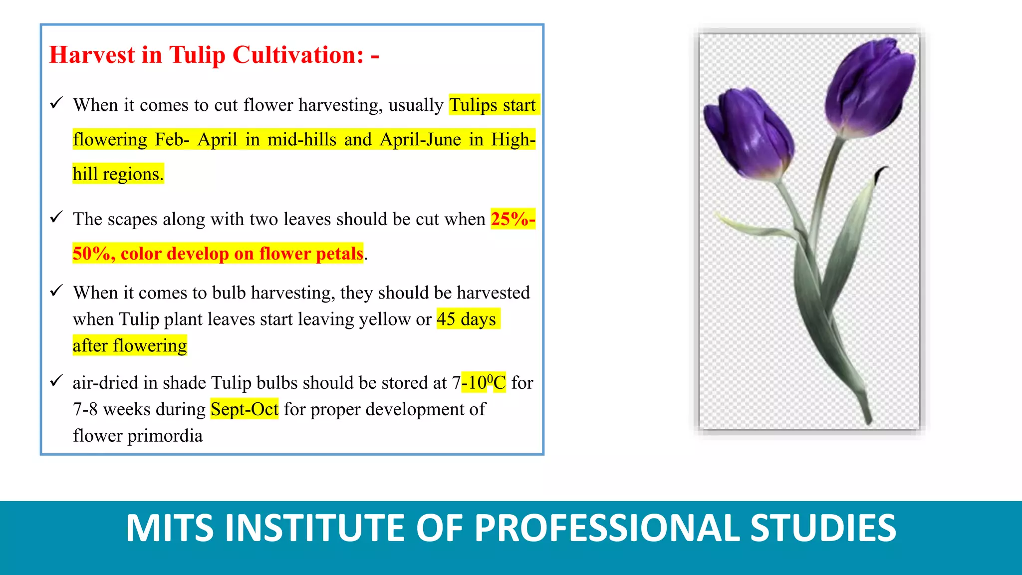MITS INSTITUTE OF PROFESSIONAL STUDIES
Harvest in Tulip Cultivation: -
 When it comes to cut flower harvesting, usually Tulips start
flowering Feb- April in mid-hills and April-June in High-
hill regions.
 The scapes along with two leaves should be cut when 25%-
50%, color develop on flower petals.
 When it comes to bulb harvesting, they should be harvested
when Tulip plant leaves start leaving yellow or 45 days
after flowering
 air-dried in shade Tulip bulbs should be stored at 7-100C for
7-8 weeks during Sept-Oct for proper development of
flower primordia
 