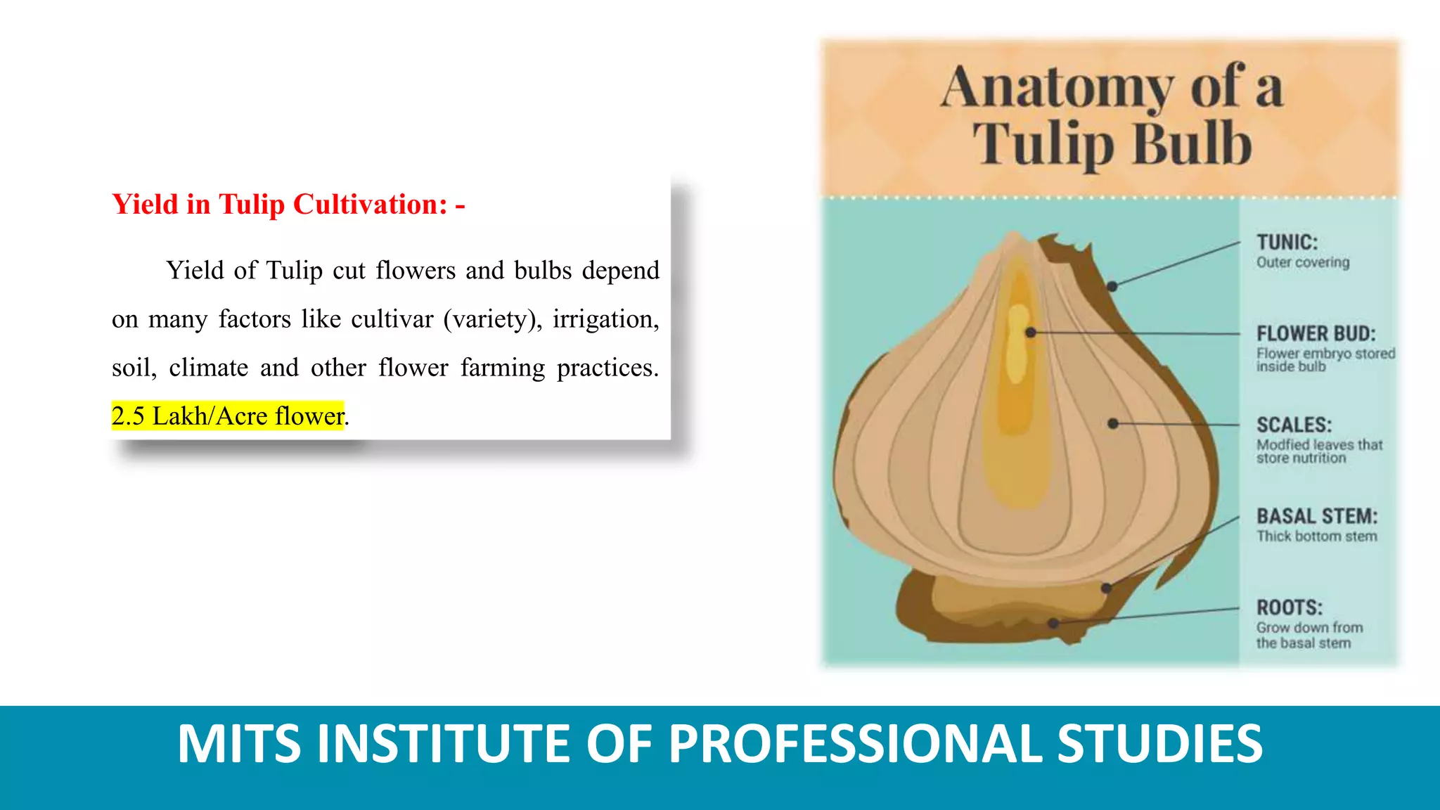 MITS INSTITUTE OF PROFESSIONAL STUDIES
Yield in Tulip Cultivation: -
Yield of Tulip cut flowers and bulbs depend
on many factors like cultivar (variety), irrigation,
soil, climate and other flower farming practices.
2.5 Lakh/Acre flower.
 