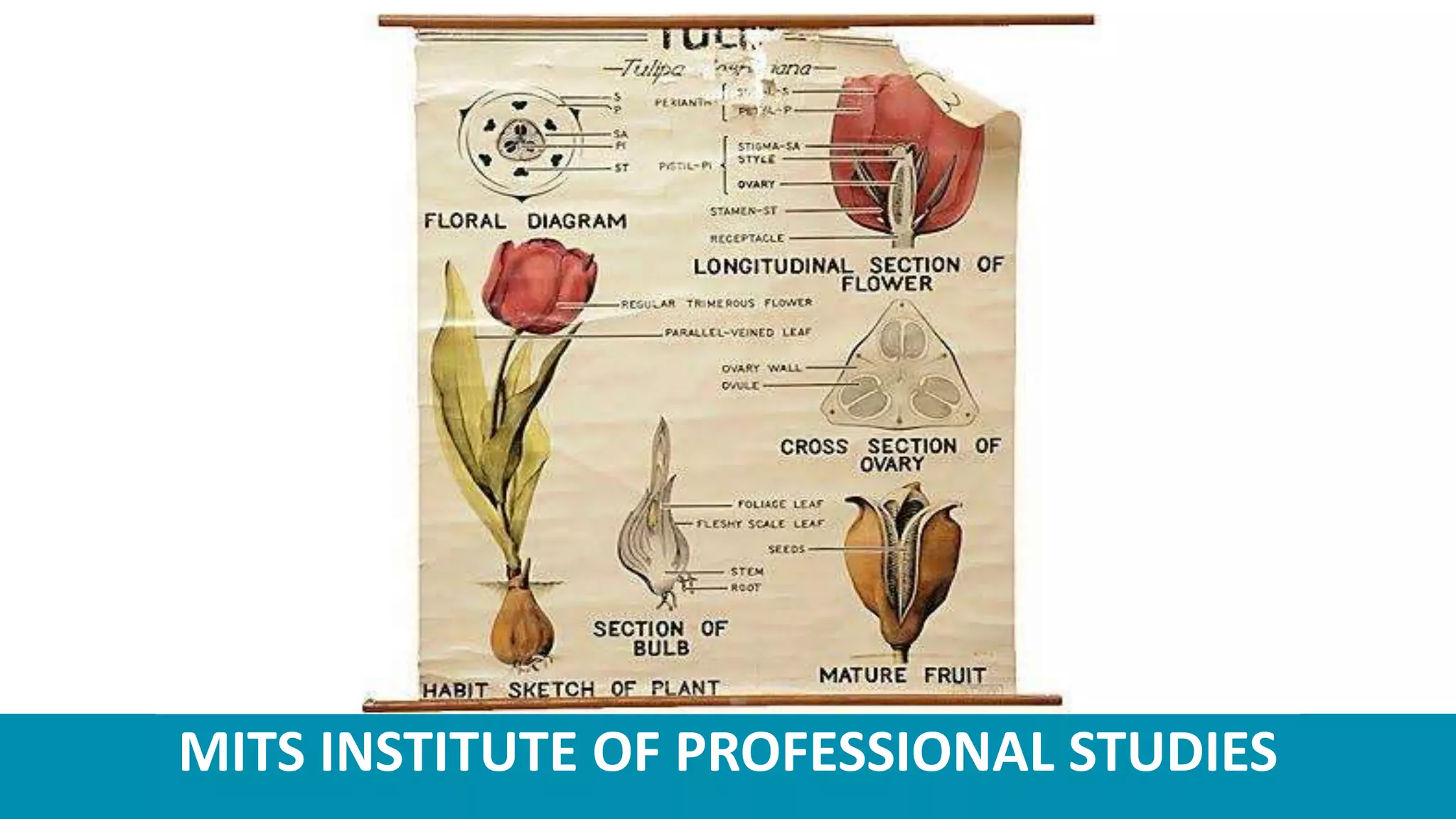 MITS INSTITUTE OF PROFESSIONAL STUDIES
 