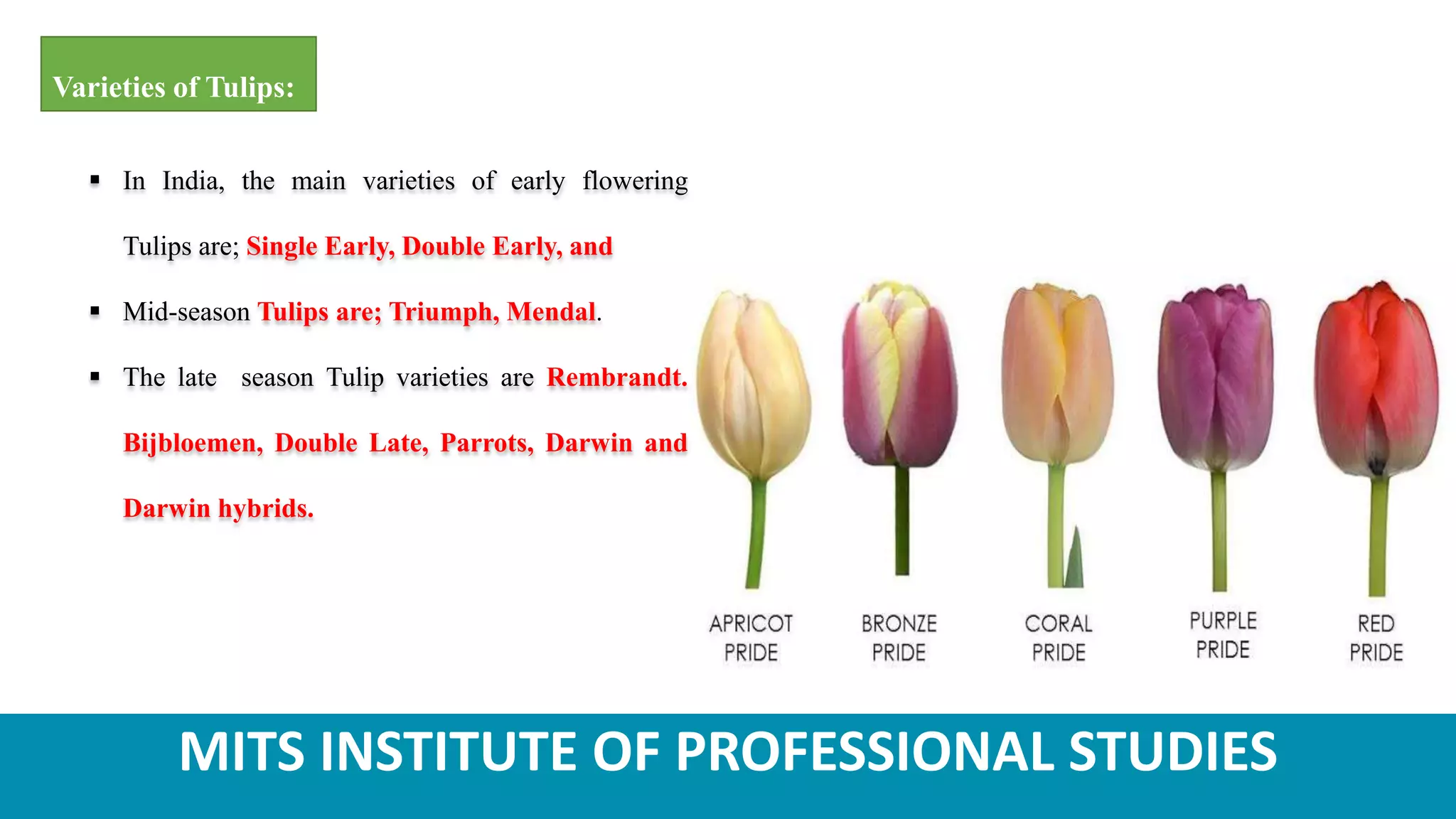 MITS INSTITUTE OF PROFESSIONAL STUDIES
Varieties of Tulips:
 In India, the main varieties of early flowering
Tulips are; Single Early, Double Early, and
 Mid-season Tulips are; Triumph, Mendal.
 The late season Tulip varieties are Rembrandt.
Bijbloemen, Double Late, Parrots, Darwin and
Darwin hybrids.
 