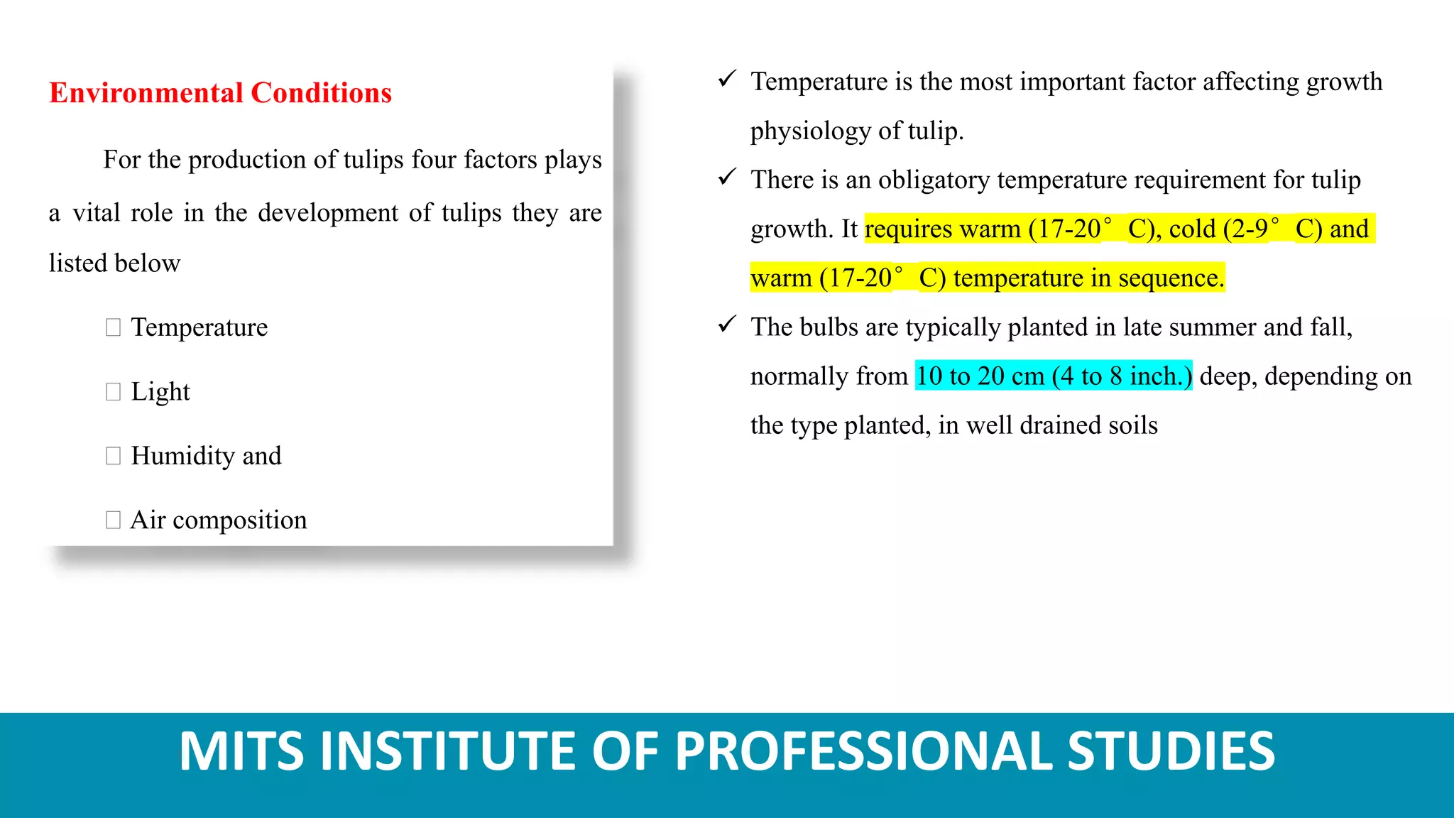 MITS INSTITUTE OF PROFESSIONAL STUDIES
Environmental Conditions
For the production of tulips four factors plays
a vital role in the development of tulips they are
listed below
Temperature
Light
Humidity and
Air composition
 Temperature is the most important factor affecting growth
physiology of tulip.
 There is an obligatory temperature requirement for tulip
growth. It requires warm (17-20°C), cold (2-9°C) and
warm (17-20°C) temperature in sequence.
 The bulbs are typically planted in late summer and fall,
normally from 10 to 20 cm (4 to 8 inch.) deep, depending on
the type planted, in well drained soils
 