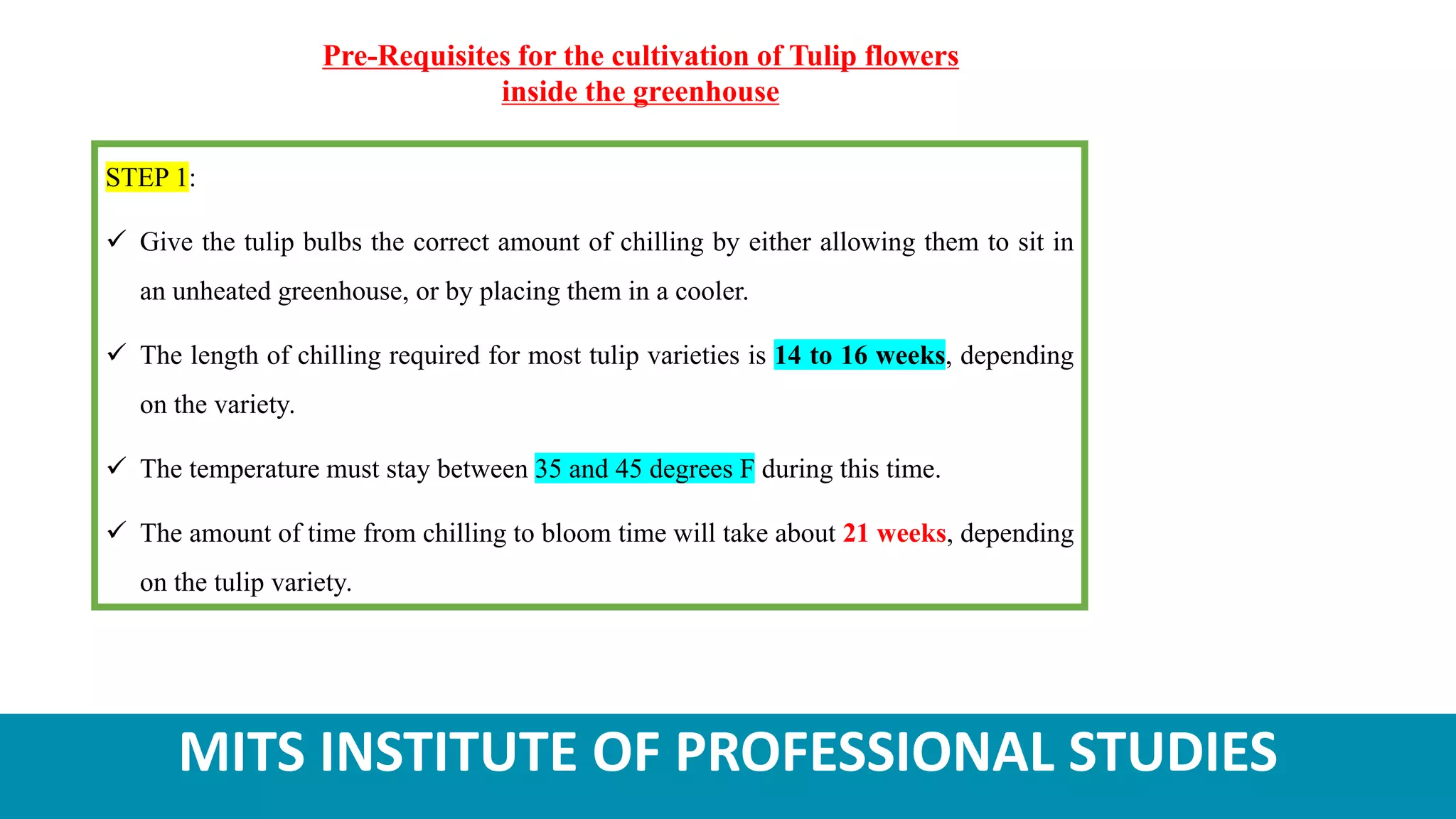 MITS INSTITUTE OF PROFESSIONAL STUDIES
Pre-Requisites for the cultivation of Tulip flowers
inside the greenhouse
STEP 1:
 Give the tulip bulbs the correct amount of chilling by either allowing them to sit in
an unheated greenhouse, or by placing them in a cooler.
 The length of chilling required for most tulip varieties is 14 to 16 weeks, depending
on the variety.
 The temperature must stay between 35 and 45 degrees F during this time.
 The amount of time from chilling to bloom time will take about 21 weeks, depending
on the tulip variety.
 