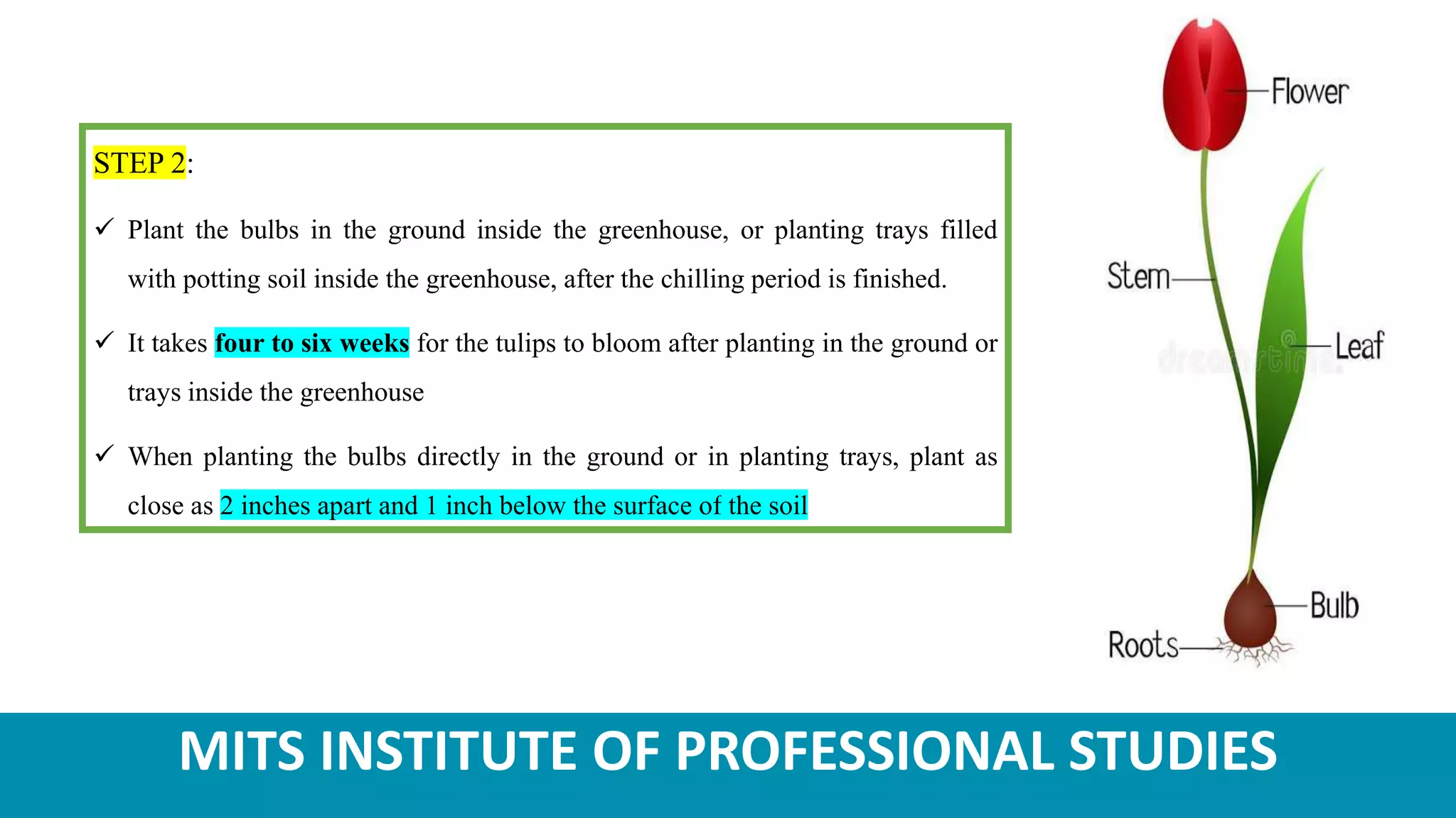 MITS INSTITUTE OF PROFESSIONAL STUDIES
STEP 2:
 Plant the bulbs in the ground inside the greenhouse, or planting trays filled
with potting soil inside the greenhouse, after the chilling period is finished.
 It takes four to six weeks for the tulips to bloom after planting in the ground or
trays inside the greenhouse
 When planting the bulbs directly in the ground or in planting trays, plant as
close as 2 inches apart and 1 inch below the surface of the soil
 