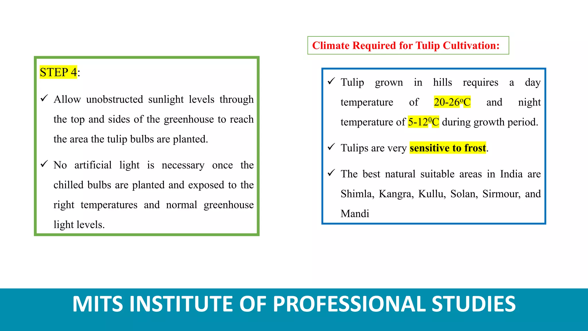 MITS INSTITUTE OF PROFESSIONAL STUDIES
STEP 4:
 Allow unobstructed sunlight levels through
the top and sides of the greenhouse to reach
the area the tulip bulbs are planted.
 No artificial light is necessary once the
chilled bulbs are planted and exposed to the
right temperatures and normal greenhouse
light levels.
Climate Required for Tulip Cultivation:
 Tulip grown in hills requires a day
temperature of 20-26oC and night
temperature of 5-120C during growth period.
 Tulips are very sensitive to frost.
 The best natural suitable areas in India are
Shimla, Kangra, Kullu, Solan, Sirmour, and
Mandi
 