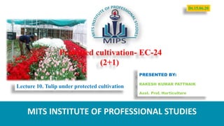 Protected cultivation- EC-24
(2+1)
PRESENTED BY:
RAKESH KUMAR PATTNAIK
Asst. Prof. Horticulture
MITS INSTITUTE OF PROFESSIONAL STUDIES
Lecture 10. Tulip under protected cultivation
Dt.15.06.20
 