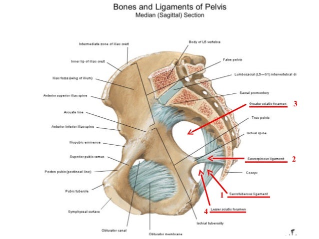Clinical Anatomy Of Pelvis