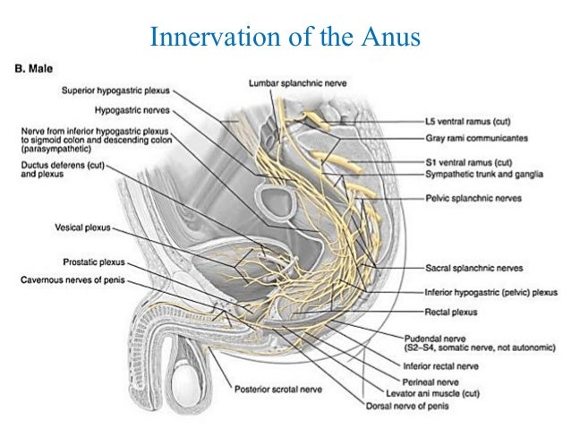 CLINICAL ANATOMY OF PELVIS