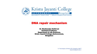 K. Narayanapura, Kothanur (PO), Bengaluru 560077
www.kristujayanti.edu.in
DNA repair mechanism
Dr. Manikandan Kathirvel
Assistant Professor,
Department of Life Sciences,
Kristu Jayanti College (Autonomous),
Bengaluru
 