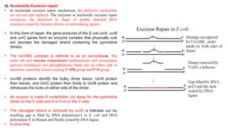 ii). Nucleotide Excision repair
• In nucleotide excision repair mechanism, the defective nucleotides
are cut out and replaced. The enzymes in nucleotide excision repair
recognizes the distortion in shape of double stranded DNA
structure caused by thymine dimers or intercalating agents.
• In this form of repair, the gene products of the E.coli uvrA, uvrB
and uvrC genes form an enzyme complex that physically cuts
out (excises the damaged strand containing the pyrimidine
dimers.
• The UvrABC complex is referred to as an exinuclease. The
multi sub unit enzyme exinucleases (endonuclease and exonuclease
activity) hydrolyses two phosphodiester bond one on either side of
distortion caused by lesion creating 3’-OH group and 5’-P group.
• UvrAB proteins identify the bulky dimer lesion, UvrA protein
then leaves, and UvrC protein then binds to UvrB protein and
introduces the nicks on either side of the dimer.
• An incision is made 8 nucleotides (nt) away for the pyrimidine
dimer on the 5’ side and 4 or 5 nt on the 3’ side.
• The damaged strand is removed by uvrD, a helicase and the
resulting gap is filed by DNA polymerase-I in E. coli and DNA
polymerase E in Human and finally joined by DNA ligase.
• Is error-free.
 