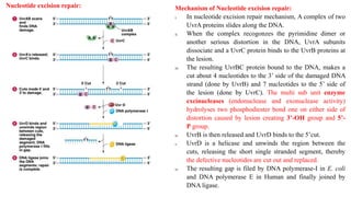 Nucleotide excision repair: Mechanism of Nucleotide excision repair:
i. In nucleotide excision repair mechanism, A complex of two
UvrA proteins slides along the DNA.
ii. When the complex recogonzes the pyrimidine dimer or
another serious distortion in the DNA, UvrA subunits
dissociate and a UvrC protein binds to the UvrB proteins at
the lesion.
iii. The resulting UvrBC protein bound to the DNA, makes a
cut about 4 nucleotides to the 3’ side of the damaged DNA
strand (done by UvrB) and 7 nucleotides to the 5’ side of
the lesion (done by UvrC). The multi sub unit enzyme
excinucleases (endonuclease and exonuclease activity)
hydrolyses two phosphodiester bond one on either side of
distortion caused by lesion creating 3’-OH group and 5’-
P group.
iv. UvrB is then released and UvrD binds to the 5’cut.
v. UvrD is a helicase and unwinds the region between the
cuts, releasing the short single stranded segment, thereby
the defective nucleotides are cut out and replaced.
vi. The resulting gap is filed by DNA polymerase-I in E. coli
and DNA polymerase E in Human and finally joined by
DNA ligase.
 