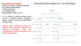 Nucleotide Excision Repair
• Used by the cell for bulky DNA damage
• Non specific DNA damage
– Chemical adducts
– UV photoproducts
First identified in 1964 in E.coli.
• In man, there is a similar process carried
out by 2 related enzyme complexes:
global excision repair and transcription
coupled repair.
• Several human syndromes deficient in
excision repair, Xeroderma pigmentosum,
Cockayne Syndrome, and are
characterised by extreme sensitivity to UV
light (& skin cancers).
 