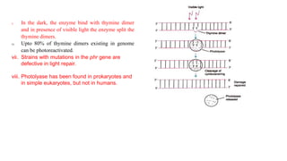 v. In the dark, the enzyme bind with thymine dimer
and in presence of visible light the enzyme split the
thymine dimers.
vi. Upto 80% of thymine dimers existing in genome
can be photoreactivated.
vii. Strains with mutations in the phr gene are
defective in light repair.
viii. Photolyase has been found in prokaryotes and
in simple eukaryotes, but not in humans.
 