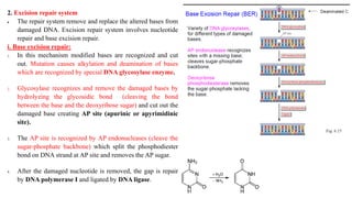 2. Excision repair system
 The repair system remove and replace the altered bases from
damaged DNA. Excision repair system involves nucleotide
repair and base excision repair.
i. Base excision repair:
1. In this mechanism modified bases are recognized and cut
out. Mutation causes alkylation and deamination of bases
which are recognized by special DNA glycosylase enzyme.
2. Glycosylase recognizes and remove the damaged bases by
hydrolyzing the glycosidic bond (cleaving the bond
between the base and the deoxyribose sugar) and cut out the
damaged base creating AP site (apurinic or apyrimidinic
site).
3. The AP site is recognized by AP endonucleases (cleave the
sugar-phosphate backbone) which split the phosphodiester
bond on DNA strand at AP site and removes the AP sugar.
4. After the damaged nucleotide is removed, the gap is repair
by DNA polymerase I and ligated by DNA ligase.
 