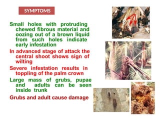 Toppling Sign Comprehensive Guide to Major and Minor Pests of Coconut and Arecanut | PPT
