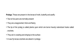 Triangular Prolegs Abdomen- structure and appendages including external genitalia | PPTX