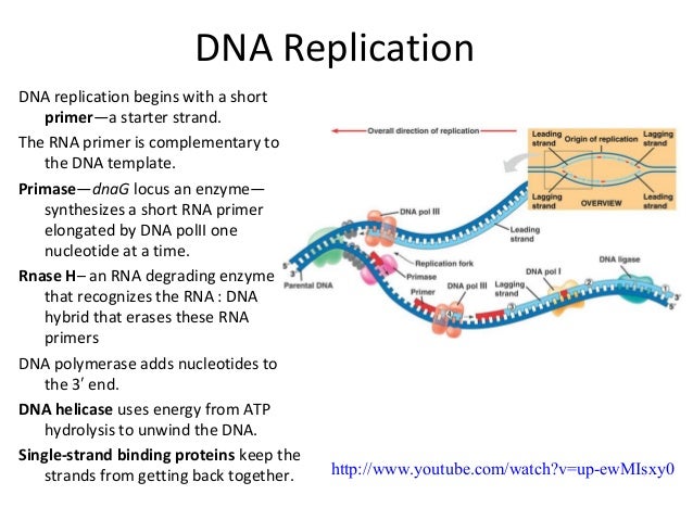 the enzyme uses atp to unwin dna template dna rna protein in microbes the enzyme uses atp to unwin dna template dna rna protein in microbes