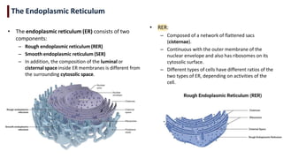 Lecture 10 - Endoplasmic Reticulum for biology major study | PDF
