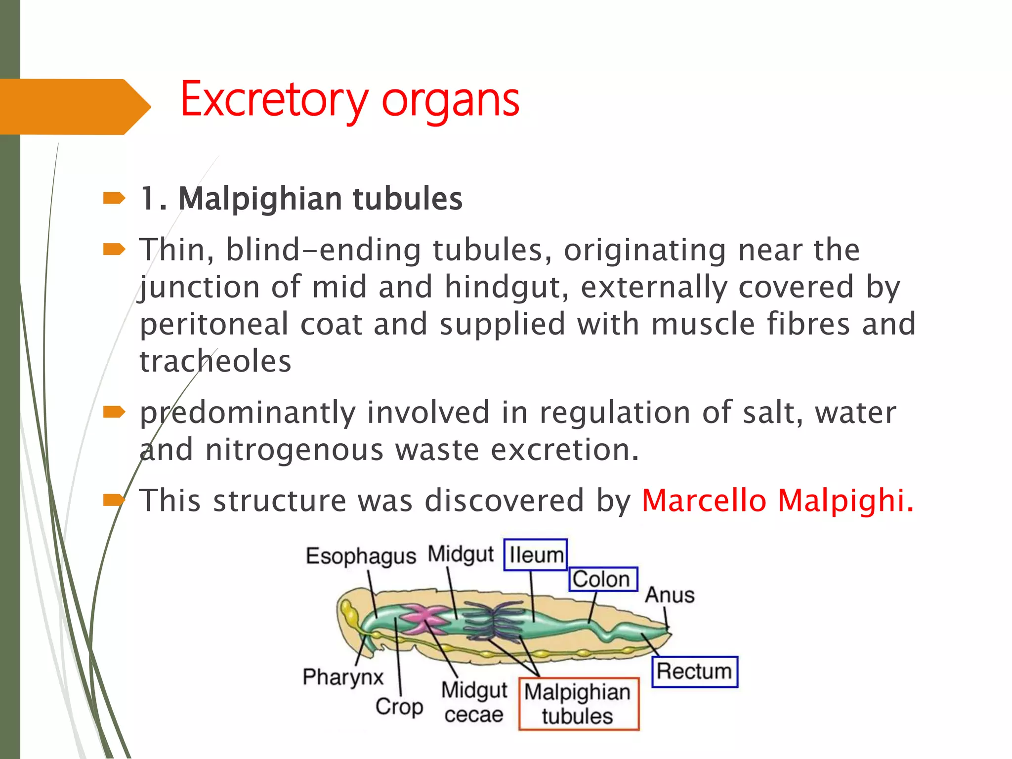 Excretory organs
 1. Malpighian tubules
 Thin, blind-ending tubules, originating near the
junction of mid and hindgut, externally covered by
peritoneal coat and supplied with muscle fibres and
tracheoles
 predominantly involved in regulation of salt, water
and nitrogenous waste excretion.
 This structure was discovered by Marcello Malpighi.
 