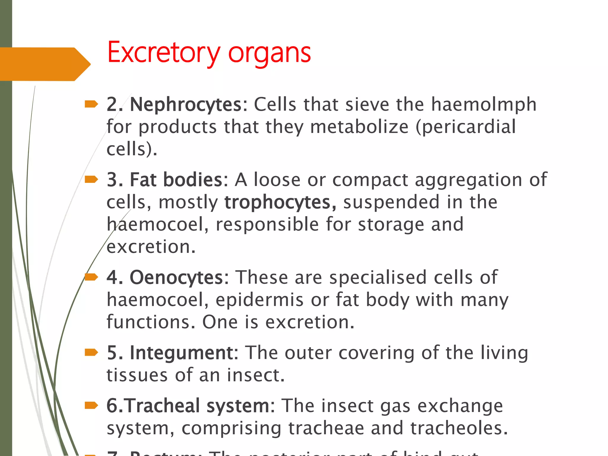 Excretory organs
 2. Nephrocytes: Cells that sieve the haemolmph
for products that they metabolize (pericardial
cells).
 3. Fat bodies: A loose or compact aggregation of
cells, mostly trophocytes, suspended in the
haemocoel, responsible for storage and
excretion.
 4. Oenocytes: These are specialised cells of
haemocoel, epidermis or fat body with many
functions. One is excretion.
 5. Integument: The outer covering of the living
tissues of an insect.
 6.Tracheal system: The insect gas exchange
system, comprising tracheae and tracheoles.
 